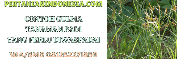 contoh,gulma,tanaman,padi,rumput liar